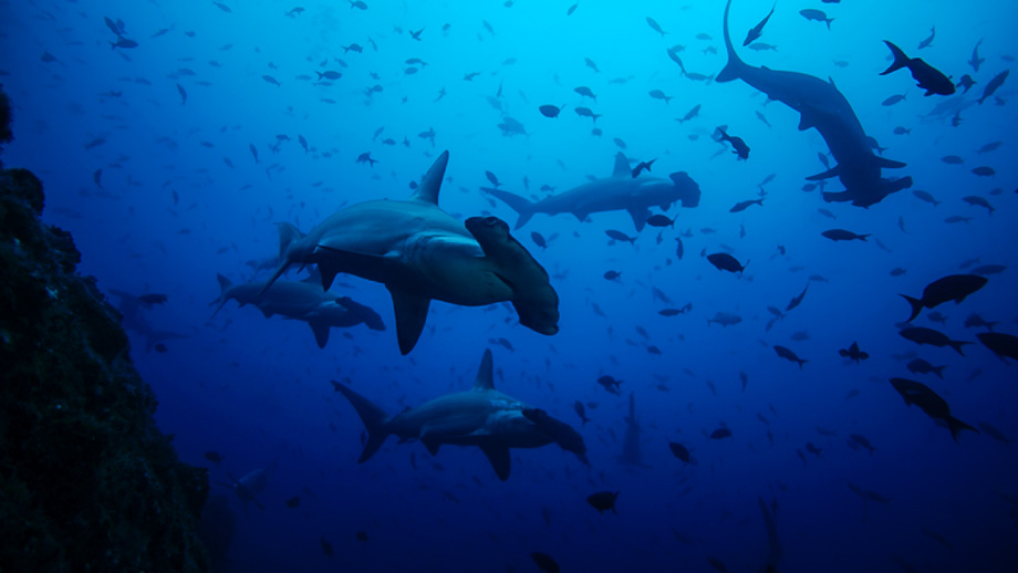 hammerhead shark school wallpaper